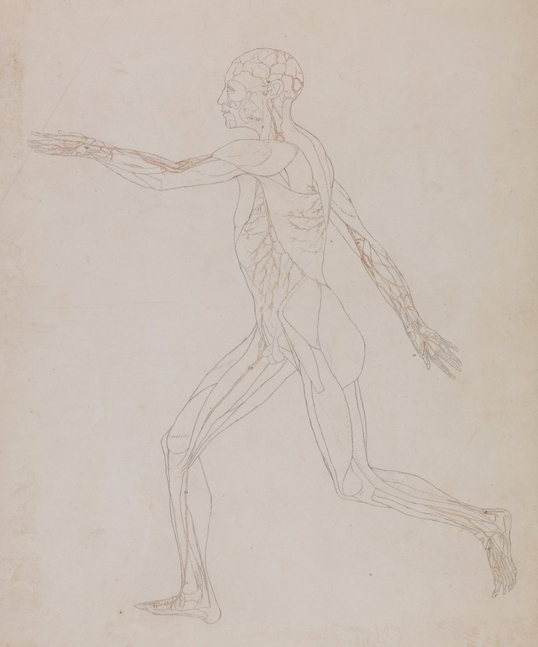 Uma exposição anatómica comparativa da estrutura do corpo humano com a de um tigre e de uma ave comum: Figura humana, vista lateral (relacionada com o Quadro XIII, estudo pormenorizado dos vasos sanguíneos que irrigam os músculos) de George Stubbs