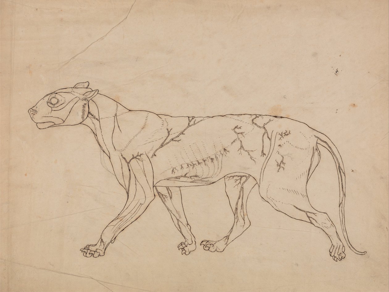 Uma exposição anatómica comparativa da estrutura do corpo humano com a de um tigre e de uma ave comum:  Corpo de Tigre, Vista Lateral (Estudo esquemático dos músculos superficiais e do seu fornecimento de sangue, provavelmente feito para uma figura-chave) de George Stubbs