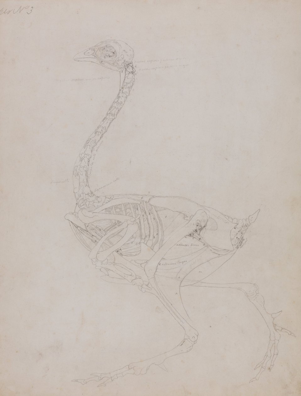 Uma exposição anatómica comparativa da estrutura do corpo humano com a de um tigre e de uma galinha comum:  Corpo de galinha, vista lateral de George Stubbs