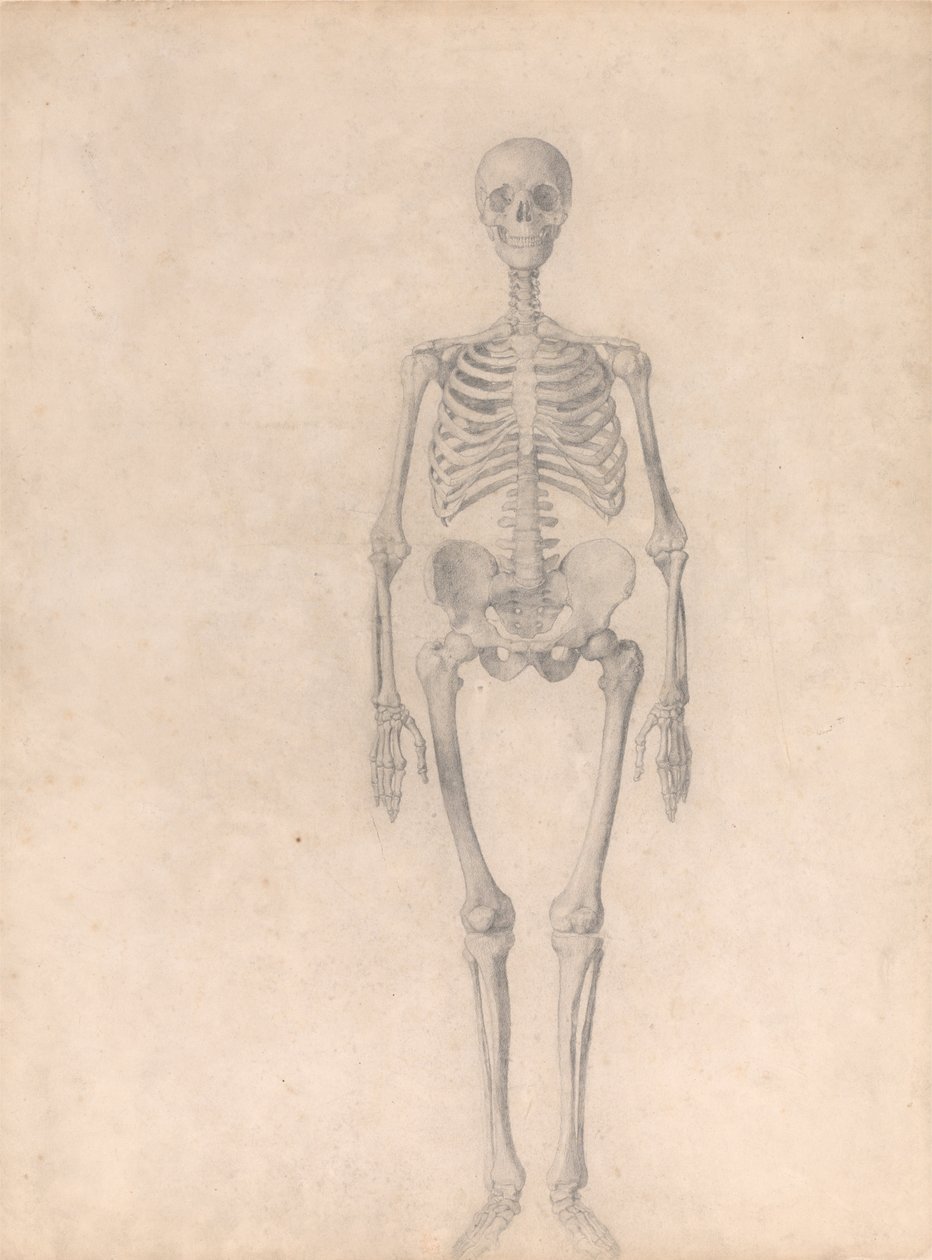 Uma exposição anatómica comparativa da estrutura do corpo humano com a de um tigre e de uma ave comum: Esqueleto Humano, Vista Anterior (Estudo Finalizado para a Tabela I) de George Stubbs