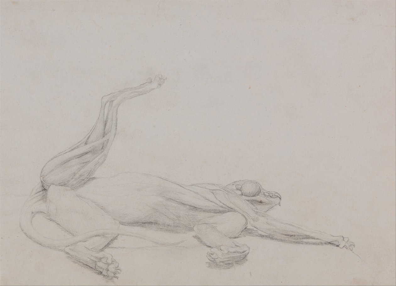 Uma exposição anatómica comparativa da estrutura do corpo humano com a de um tigre e de uma ave comum:  Corpo de tigre, reclinado, visto ventralmente de George Stubbs