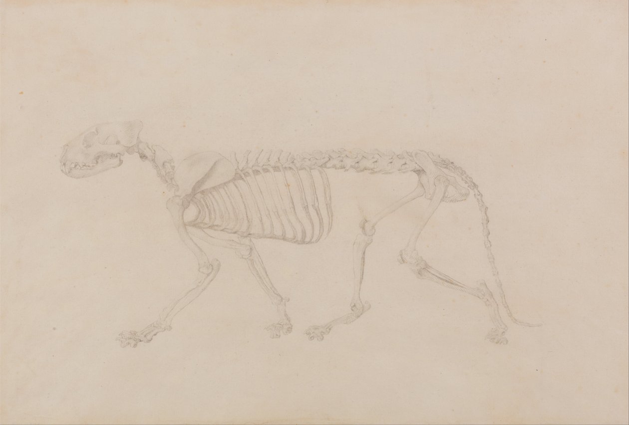 Uma exposição anatómica comparativa da estrutura do corpo humano com a de um tigre e de uma ave comum: Esqueleto de Tigre, Vista Lateral (Estudo altamente acabado para a Tabela IV) de George Stubbs