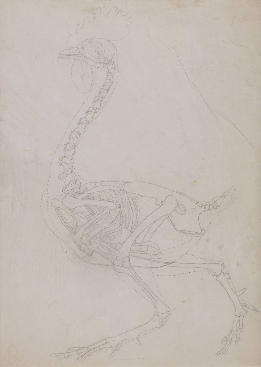 Uma exposição anatómica comparativa da estrutura do corpo humano com a de um tigre e de uma galinha comum:  Esqueleto de galinha, vista lateral (esboço de desenho) de George Stubbs