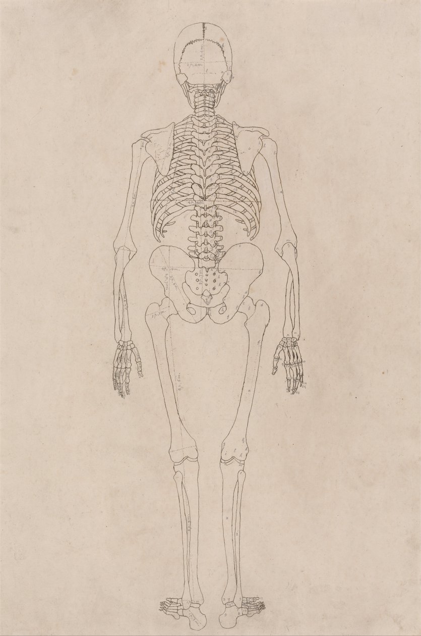 Uma exposição anatómica comparativa da estrutura do corpo humano com a de um tigre e de uma ave comum: Esqueleto Humano, Vista Posterior (Relacionado com a Tabela II) de George Stubbs