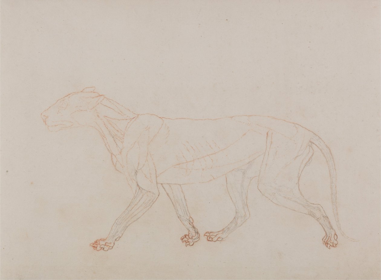 Uma exposição anatómica comparativa da estrutura do corpo humano com a de um tigre e de uma ave comum: Corpo de tigre, vista lateral (Mostra a terceira etapa da dissecação) de George Stubbs