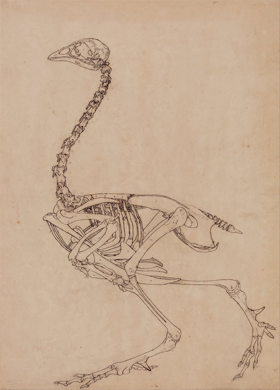 Uma exposição anatómica comparativa da estrutura do corpo humano com a de um tigre e de uma galinha comum:  Esqueleto de galinha, vista lateral (Estudo para o índice da Tabela V) de George Stubbs