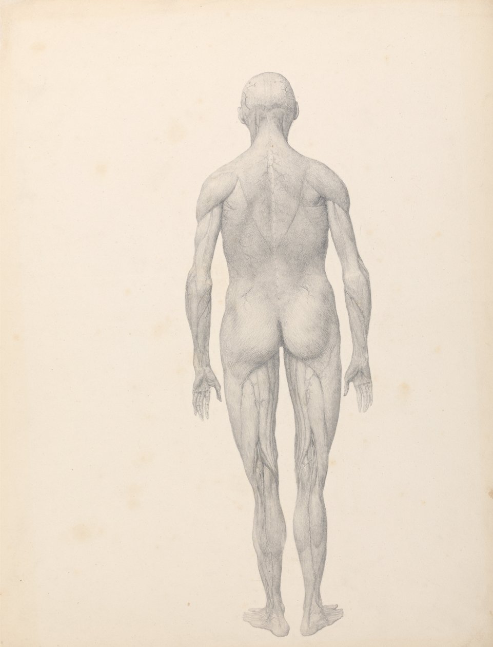 Uma exposição anatómica comparativa da estrutura do corpo humano com a de um tigre e de uma ave comum:  Figura Humana, Vista Posterior, Parcialmente Dissecada (Estudo Finalizado para a Tabela XII) de George Stubbs