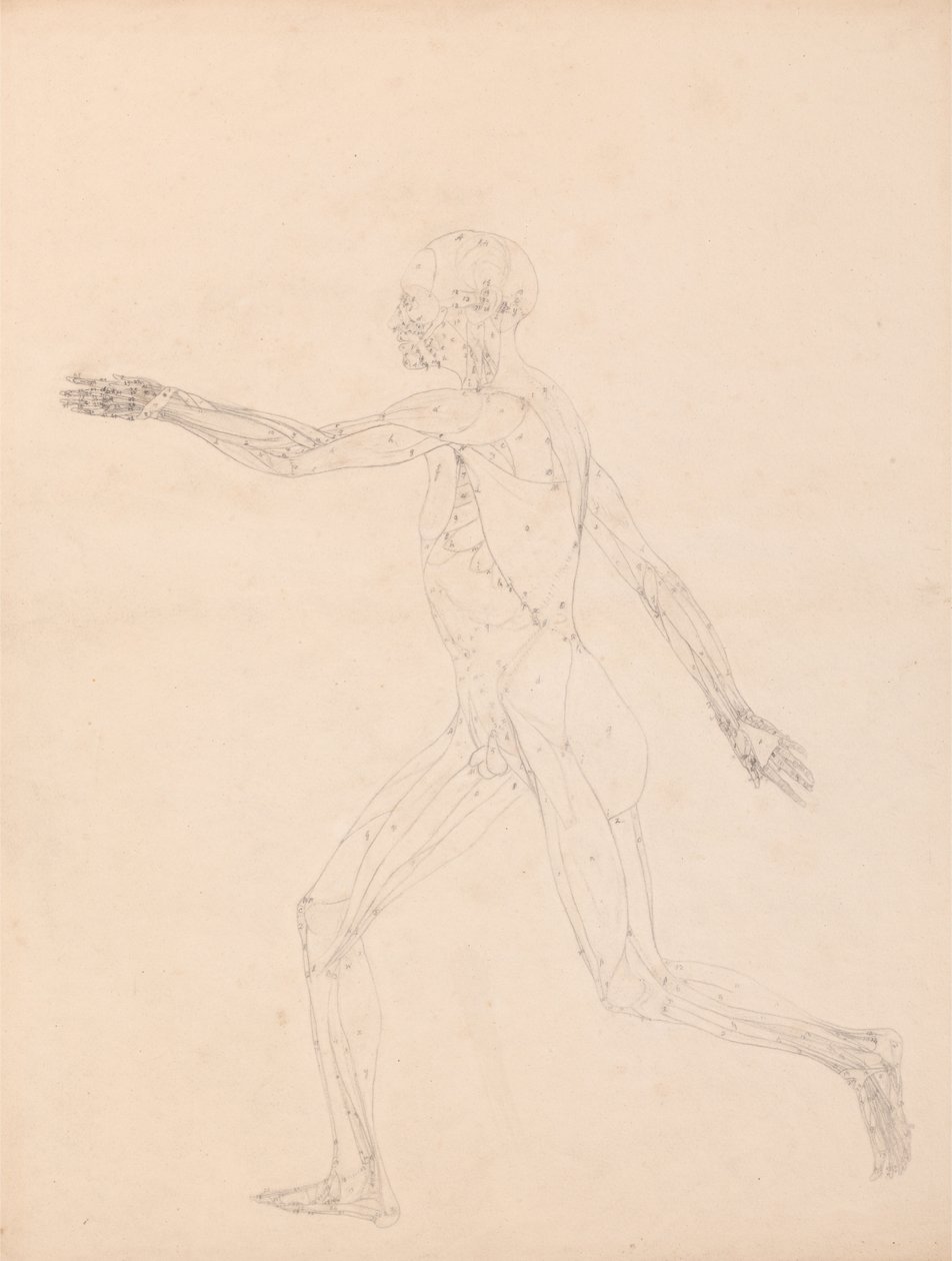 Uma exposição anatómica comparativa da estrutura do corpo humano com a de um tigre e de uma ave comum: Figura Humana, Vista Lateral (Para o índice da Tabela XIII) de George Stubbs