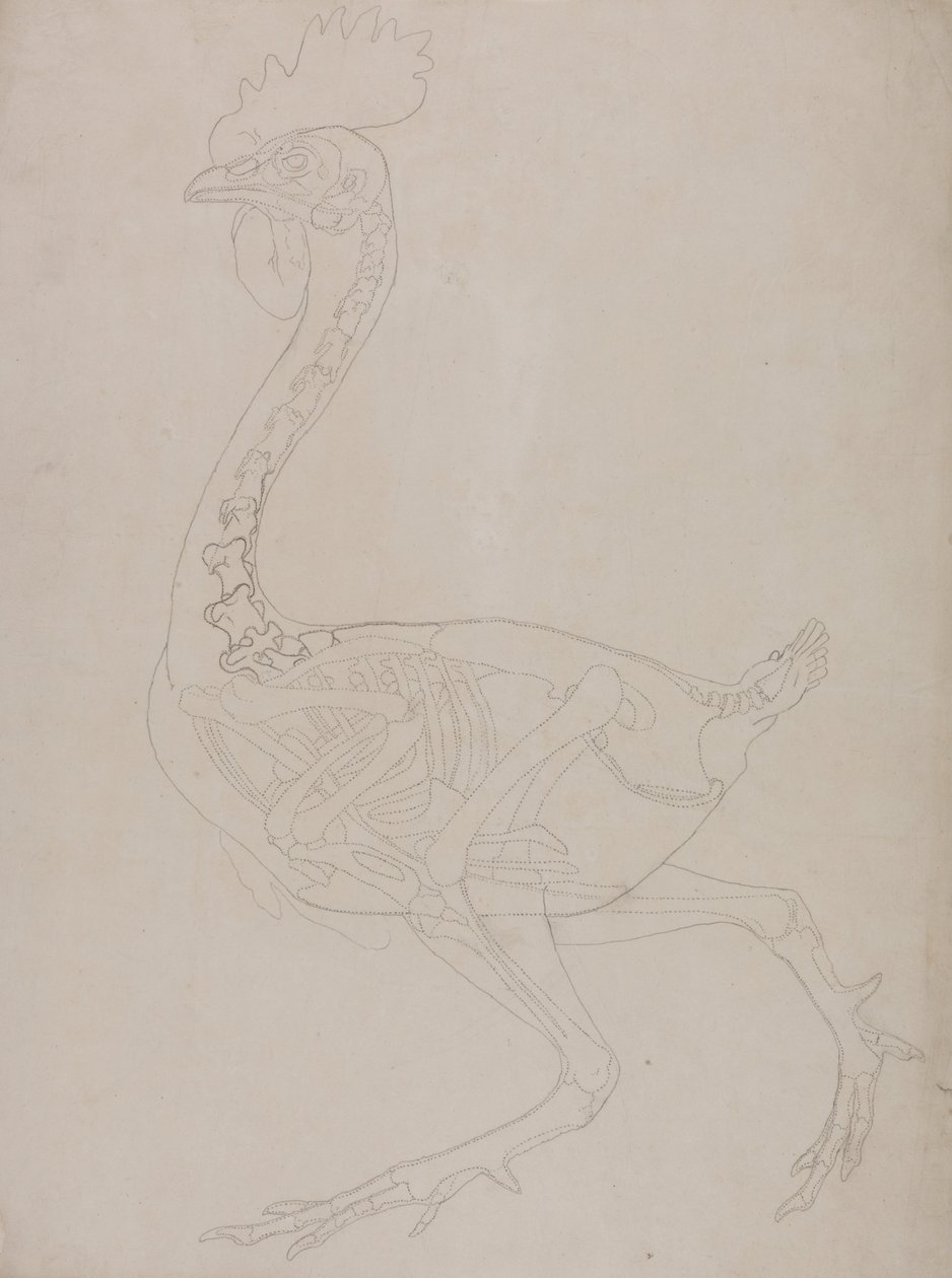 Uma exposição anatómica comparativa da estrutura do corpo humano com a de um tigre e de uma galinha comum:  Esqueleto de galinha, vista lateral de George Stubbs