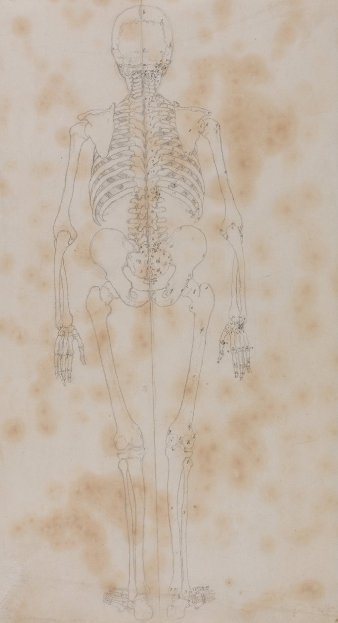Uma exposição anatómica comparativa da estrutura do corpo humano com a de um tigre e de uma ave comum: Esqueleto Humano, Vista Posterior (Talvez o primeiro dos estudos do esqueleto) de George Stubbs