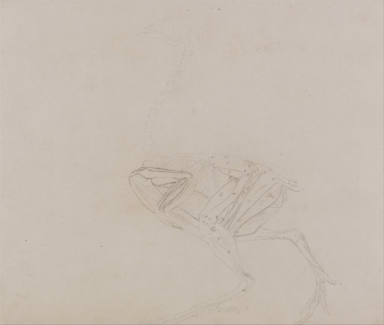 Uma exposição anatómica comparativa da estrutura do corpo humano com a de um tigre e de uma ave comum:  Corpo de galinha de Dorking, vista lateral (Estudo dos músculos do corpo e dos membros numa fase posterior da dissecação) de George Stubbs