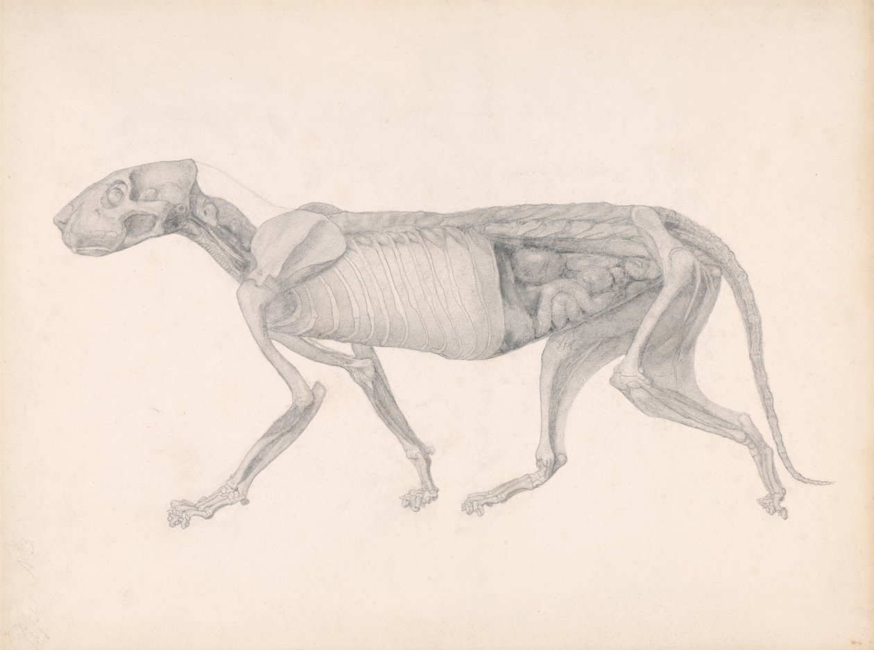 Uma exposição anatómica comparativa da estrutura do corpo humano com a de um tigre e de uma ave comum: Corpo de Tigre, Vista Lateral (Estudo para uma tabela não publicada; mostra uma fase tardia da dissecação) de George Stubbs
