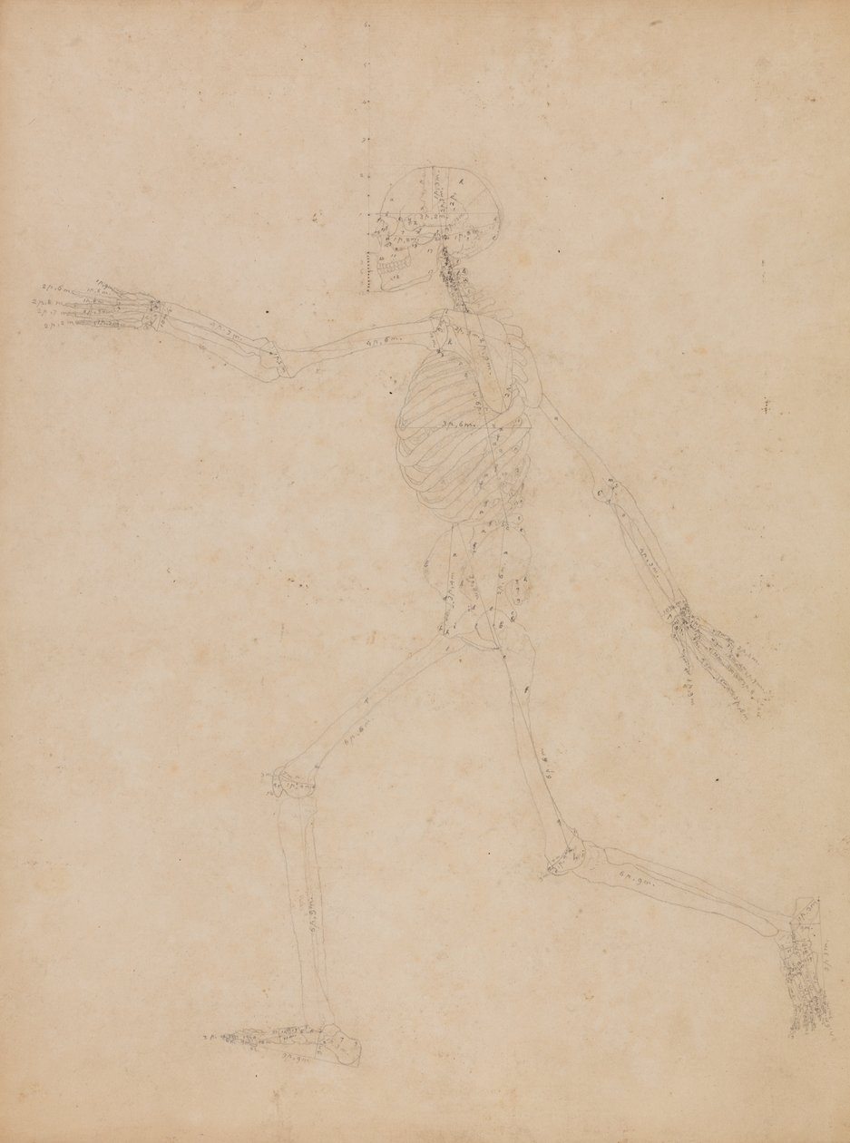 Uma exposição anatómica comparativa da estrutura do corpo humano com a de um tigre e de uma ave comum:  Esqueleto Humano, Vista Lateral de George Stubbs