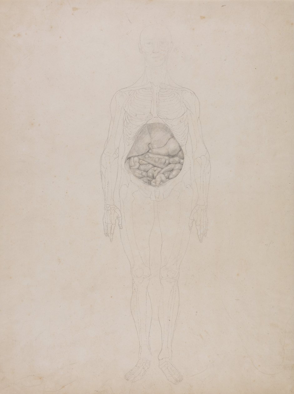 Uma exposição anatómica comparativa da estrutura do corpo humano com a de um tigre e de uma ave comum: Figura humana, vista anterior (esboço de desenho) de George Stubbs