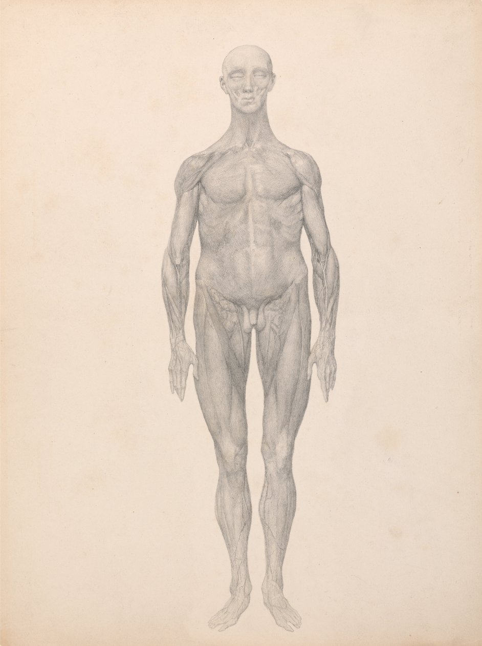 Uma exposição anatómica comparativa da estrutura do corpo humano com a de um tigre e de uma ave comum: Figura Humana, Vista Anterior, Pele e Camadas Fasciais Subjacentes Removidas (Estudo Finalizado para a Tabela XI) de George Stubbs