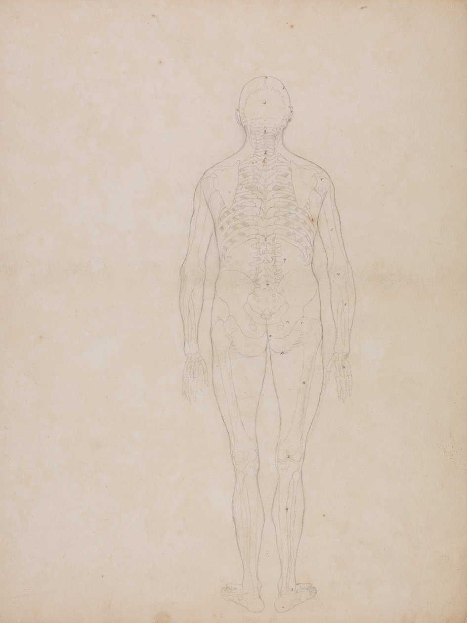 Uma exposição anatómica comparativa da estrutura do corpo humano com a de um tigre e de uma ave comum: Figura Humana, Vista Posterior de George Stubbs