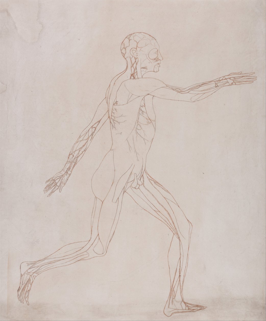 Uma exposição anatómica comparativa da estrutura do corpo humano com a de um tigre e de uma ave comum: Figura humana, vista lateral (Preparada para transferência para a placa do índice do quadro XIII) de George Stubbs