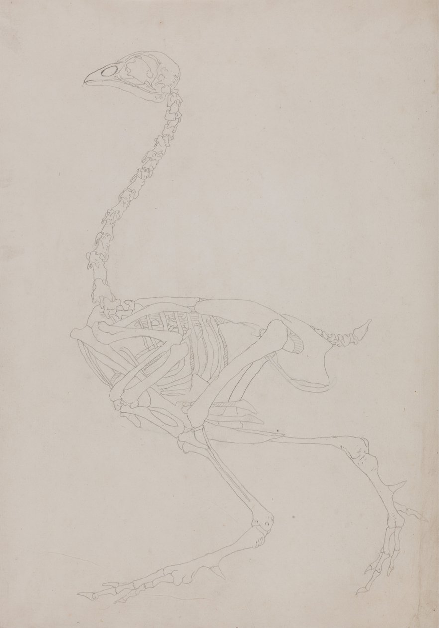 Uma exposição anatómica comparativa da estrutura do corpo humano com a de um tigre e de uma galinha comum:  Esqueleto de galinha, vista lateral de George Stubbs