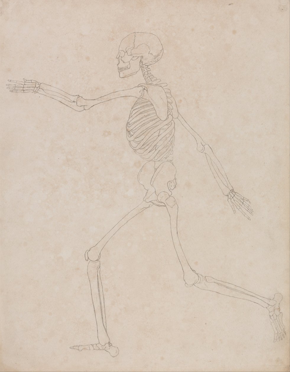 Uma exposição anatómica comparativa da estrutura do corpo humano com a de um tigre e de uma ave comum: Esqueleto Humano, Vista Lateral (Pode ter sido inicialmente preparado para ser utilizado como índice do Quadro III, mas foi posteriormente abandonado) de George Stubbs