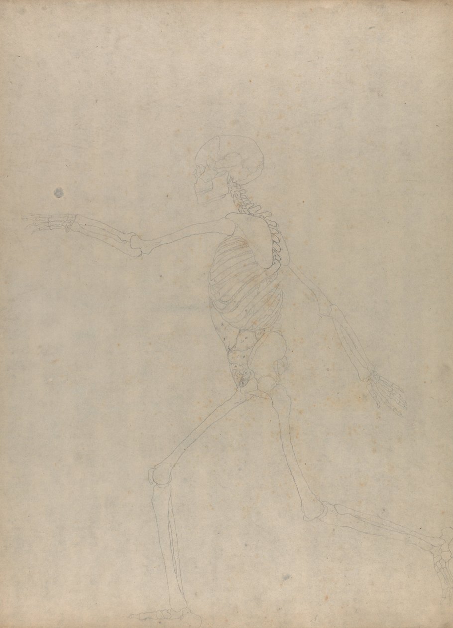 Uma exposição anatómica comparativa da estrutura do corpo humano com a de um tigre e de uma ave comum: Esqueleto Humano, Vista Lateral (Estudo para um índice de uma tabela não publicada mostrando as vísceras abdominais) de George Stubbs