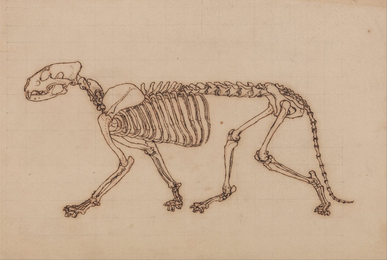 Uma exposição anatómica comparativa da estrutura do corpo humano com a de um tigre e de uma ave comum: Esqueleto de Tigre, Vista Lateral de George Stubbs