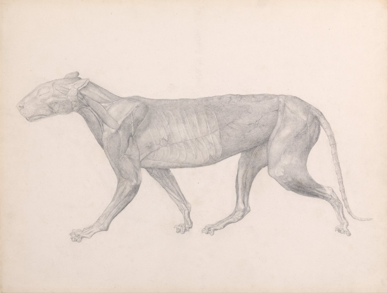 Uma exposição anatómica comparativa da estrutura do corpo humano com a de um tigre e de uma ave comum:  Tigre, vista lateral, com o tecido conjuntivo sobreposto aos músculos removido (Estudo finalizado para a Tabela XIV) de George Stubbs