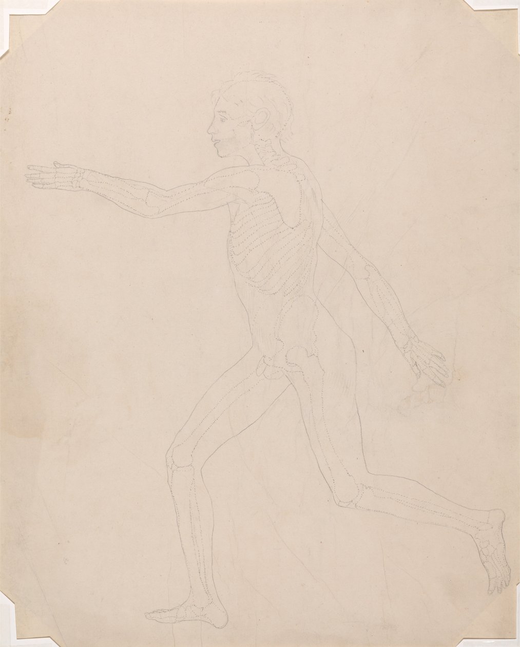 Uma exposição anatómica comparativa da estrutura do corpo humano com a de um tigre e de uma ave comum: Figura Humana, Vista Lateral de George Stubbs