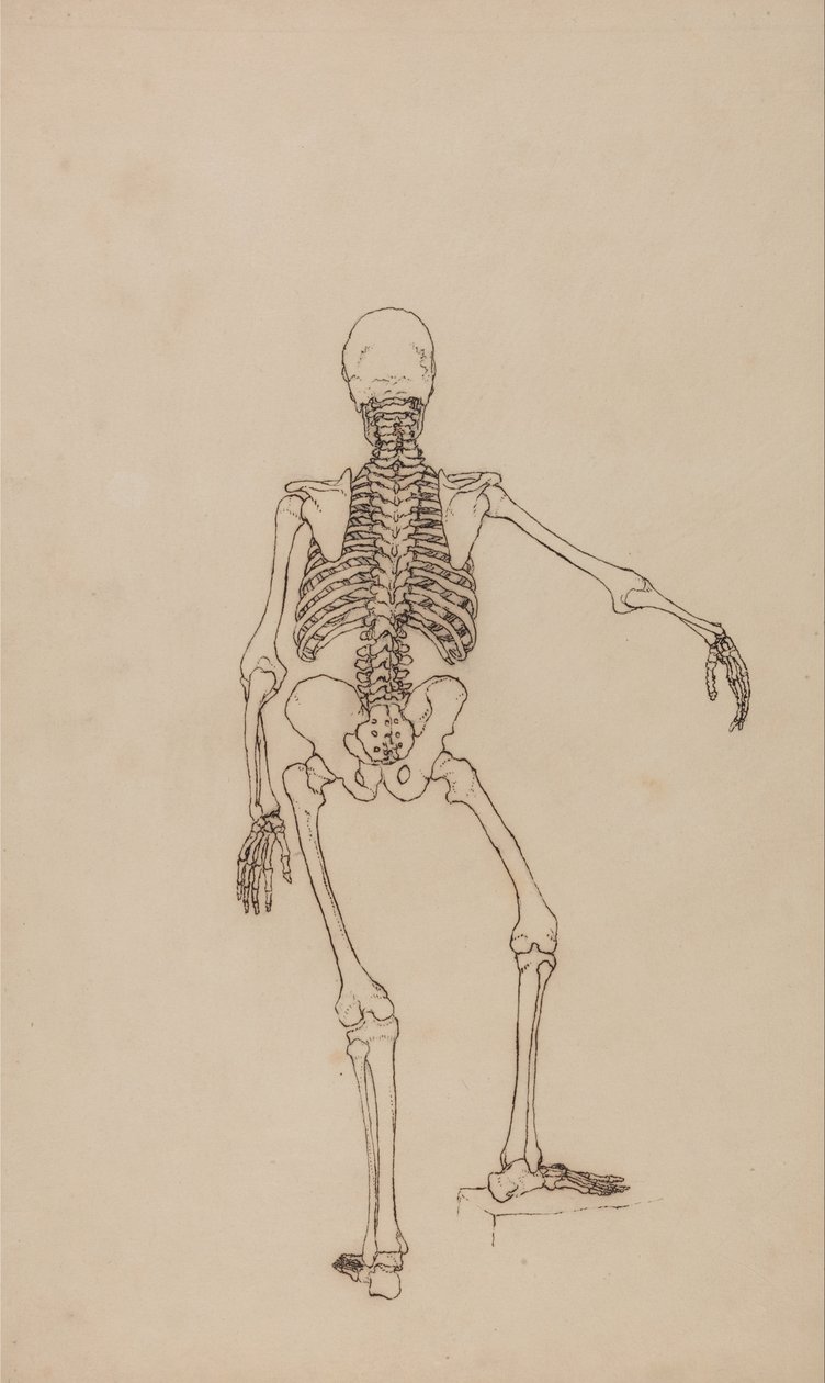 Uma exposição anatómica comparativa da estrutura do corpo humano com a de um tigre e de uma ave comum: Esqueleto Humano, Vista Posterior de George Stubbs