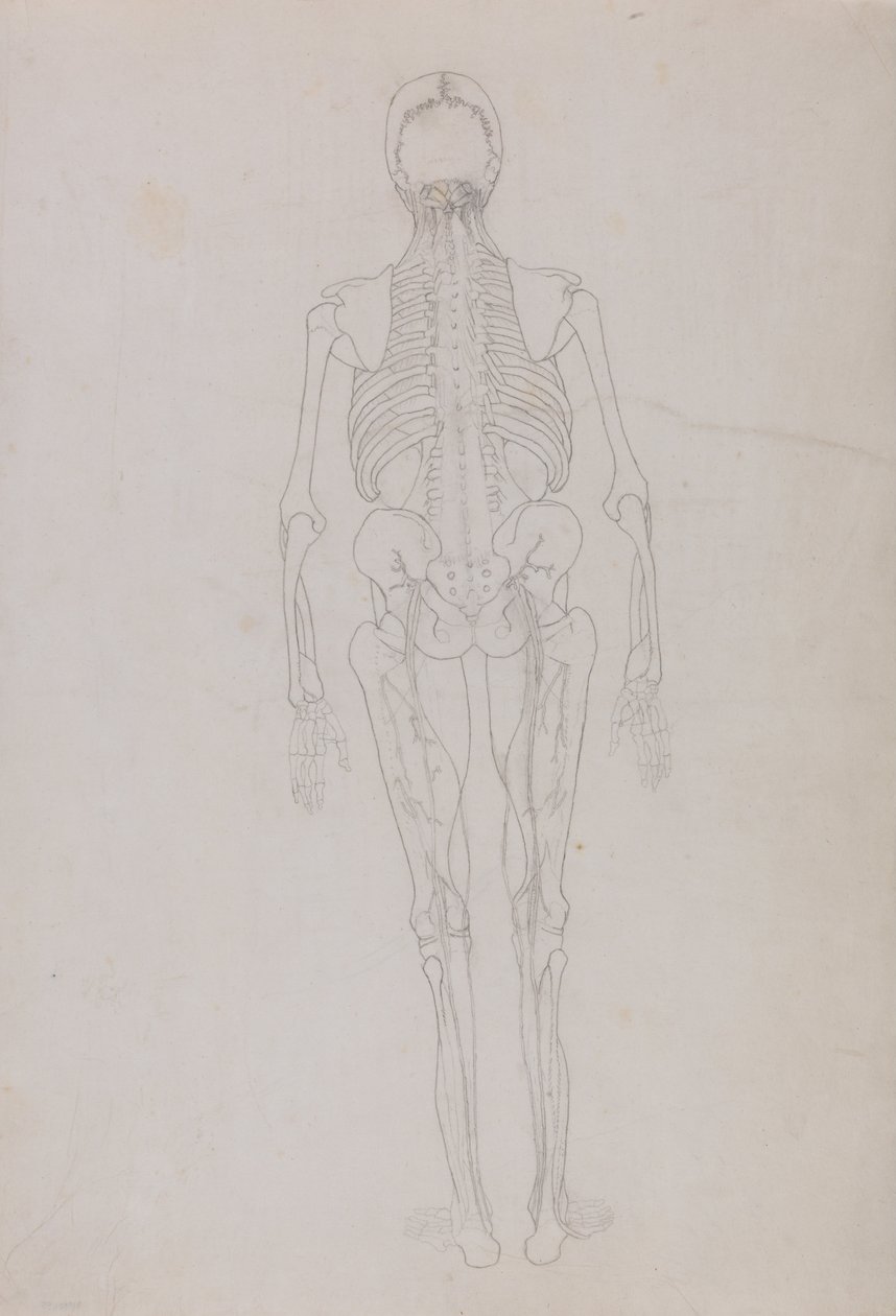 Uma exposição anatómica comparativa da estrutura do corpo humano com a de um tigre e de uma ave comum: Figura Humana, Vista Posterior (Desenho esquemático de um índice mostrando a fase final da dissecação) de George Stubbs