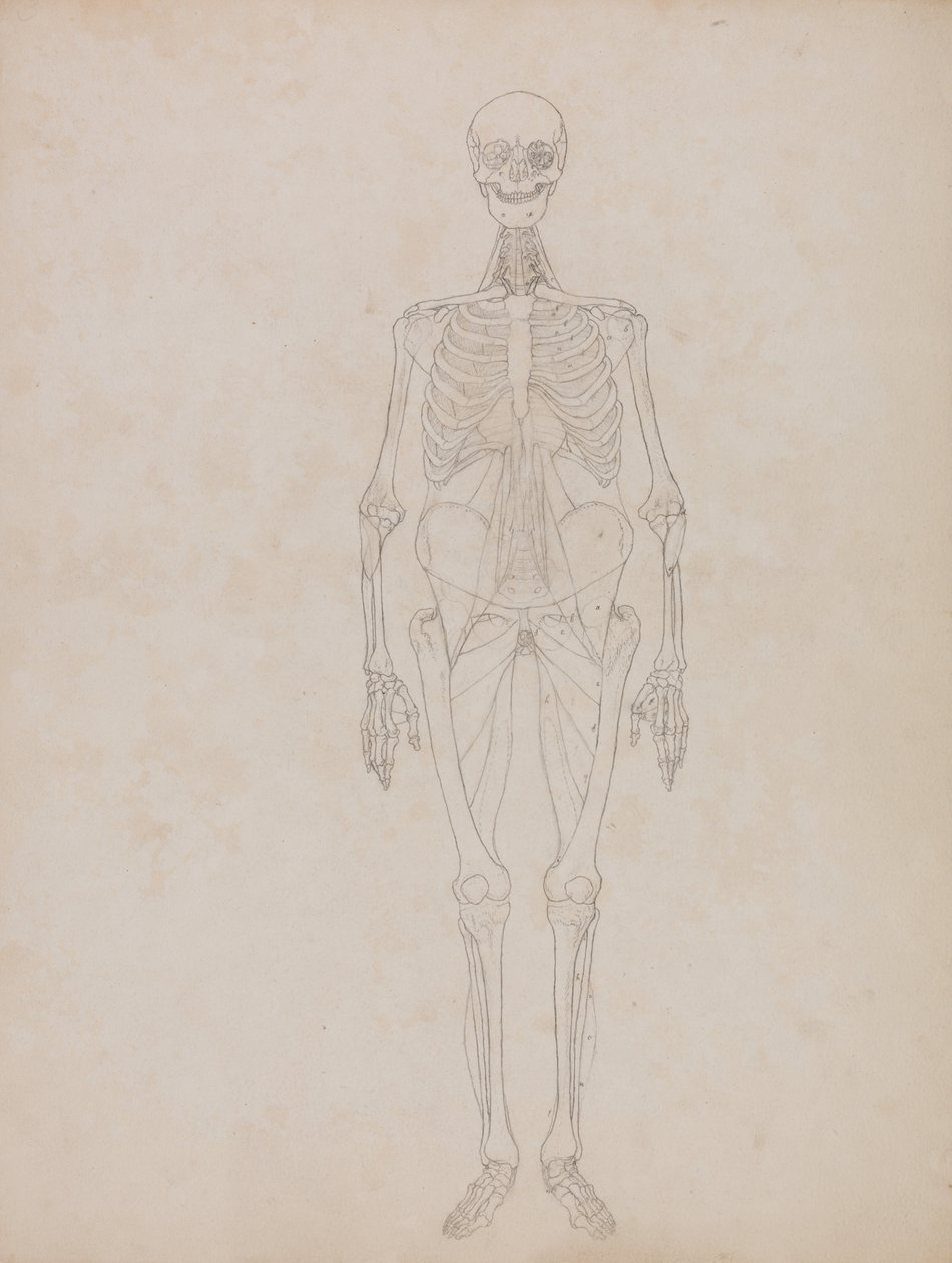Uma exposição anatómica comparativa da estrutura do corpo humano com a de um tigre e de uma ave comum:  Figura humana, vista anterior (figura de contorno) de George Stubbs