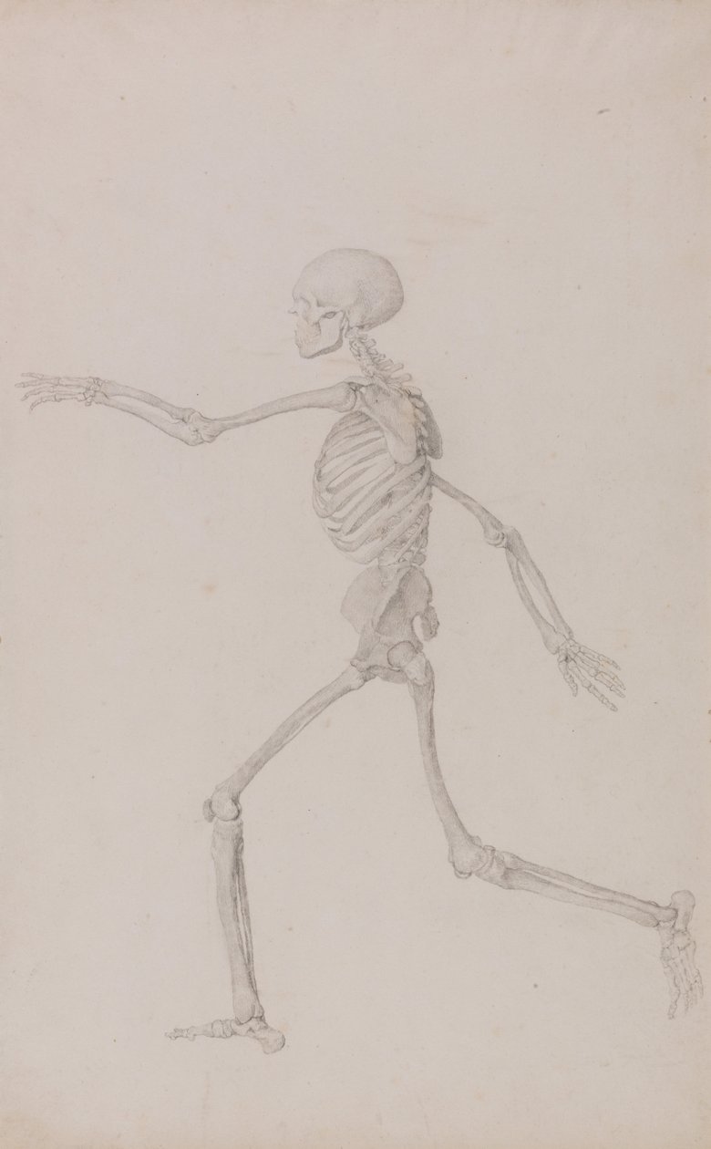 Uma exposição anatómica comparativa da estrutura do corpo humano com a de um tigre e de uma ave comum: Esqueleto humano, vista lateral vista da esquerda, correndo (estudo finalizado para a tabela III) de George Stubbs