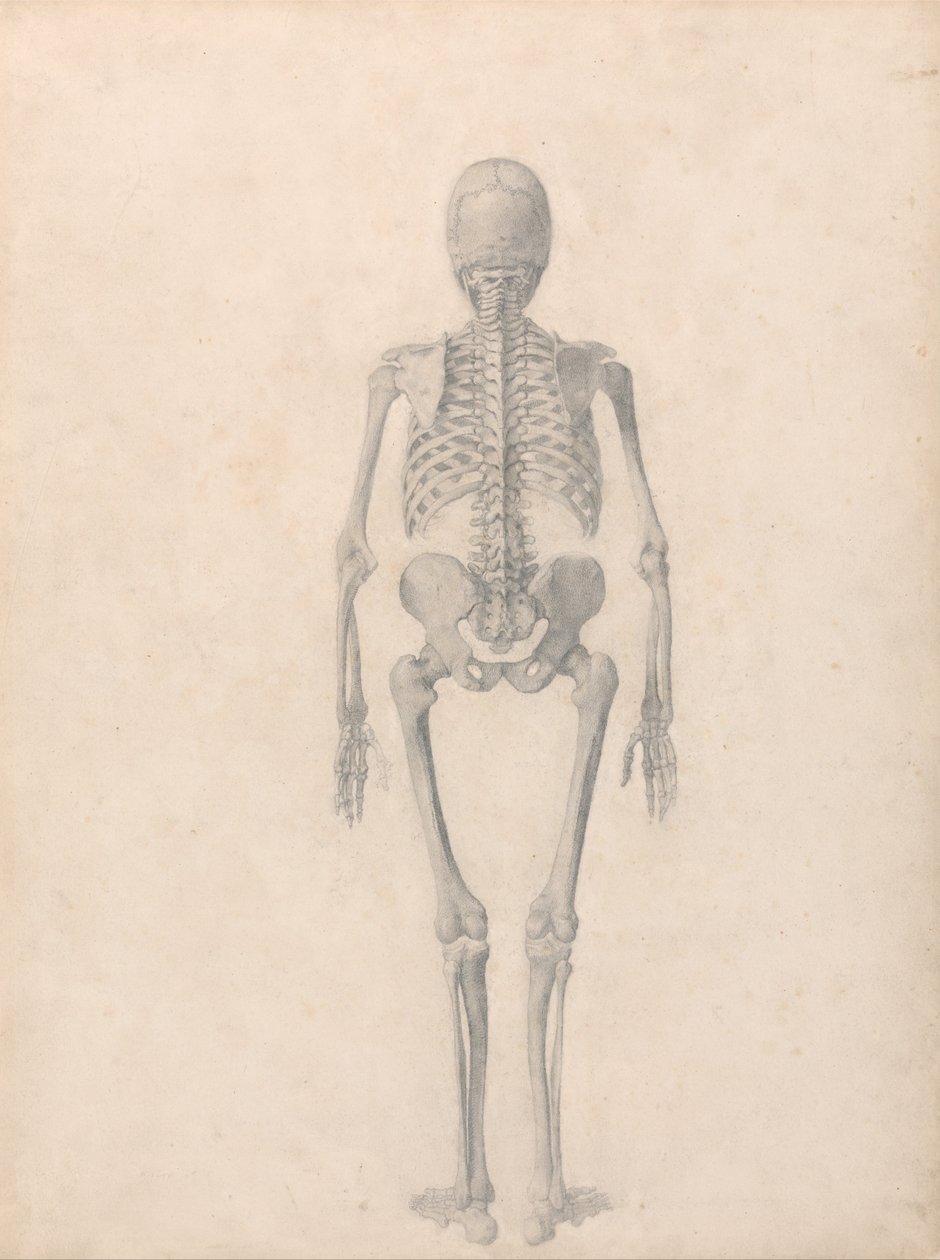 Uma exposição anatómica comparativa da estrutura do corpo humano com a de um tigre e de uma ave comum: Esqueleto Humano, Vista Posterior (Estudo Finalizado para a Tabela II) de George Stubbs