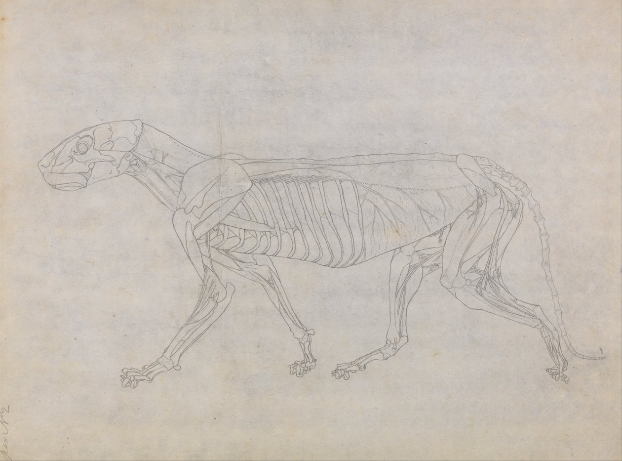 Uma exposição anatómica comparativa da estrutura do corpo humano com a de um tigre e de uma ave comum: Corpo do Tigre, Vista Lateral de George Stubbs