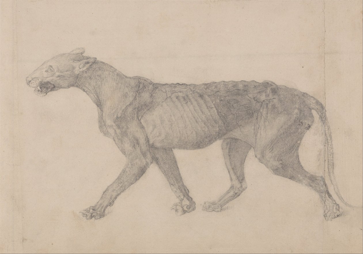Uma exposição anatómica comparativa da estrutura do corpo humano com a de um tigre e de uma ave comum: Corpo de Tigre, Vista Lateral (Primeiro de nove desenhos de outro espécime de tigre) de George Stubbs