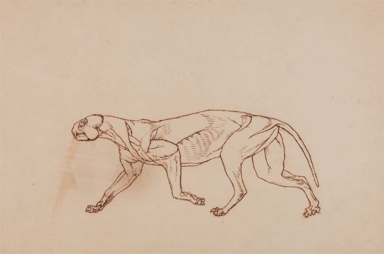 Uma exposição anatómica comparativa da estrutura do corpo humano com a de um tigre e de uma ave comum:  Corpo de Leopardo, Vista Lateral (Fase posterior da dissecação, tecido conjuntivo superficial e orelhas removidas) de George Stubbs