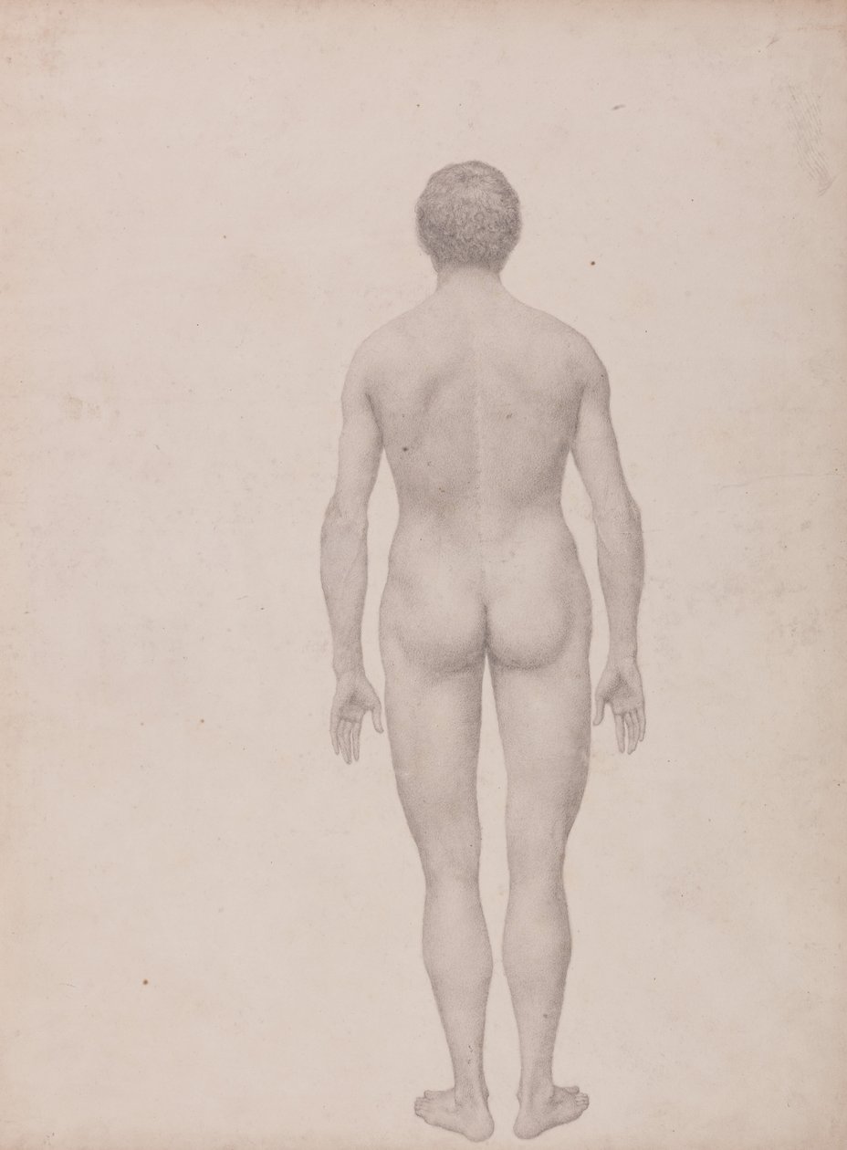 Uma exposição anatómica comparativa da estrutura do corpo humano com a de um tigre e de uma ave comum: Figura Humana, Vista Posterior, Não Dissecada (Estudo Finalizado para a Tabela VII) de George Stubbs