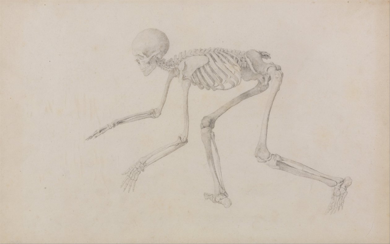 Uma exposição anatómica comparativa da estrutura do corpo humano com a de um tigre e de uma ave comum: Esqueleto Humano, Vista Lateral (em Postura Rastejante; estudo finalizado para uma tabela não publicada) de George Stubbs