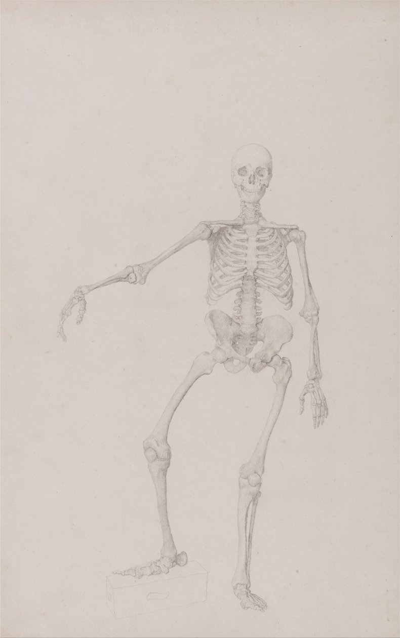 Uma exposição anatómica comparativa da estrutura do corpo humano com a de um tigre e de uma ave comum: Esqueleto humano, vista anterior (braço direito estendido; estudo finalizado para uma tabela não publicada) de George Stubbs