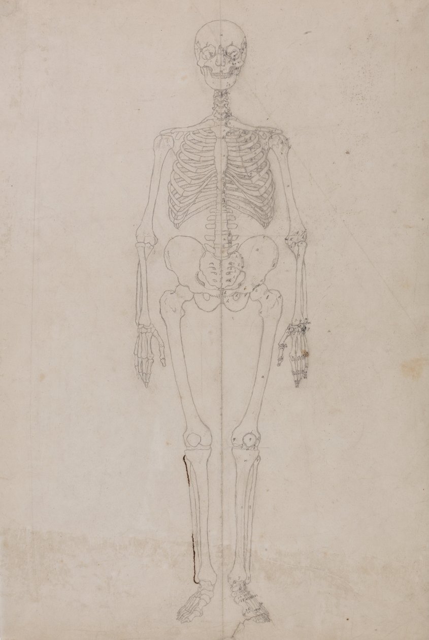 Uma exposição anatómica comparativa da estrutura do corpo humano com a de um tigre e de uma ave comum:  Esqueleto Humano, Vista Anterior (Estudo final) de George Stubbs