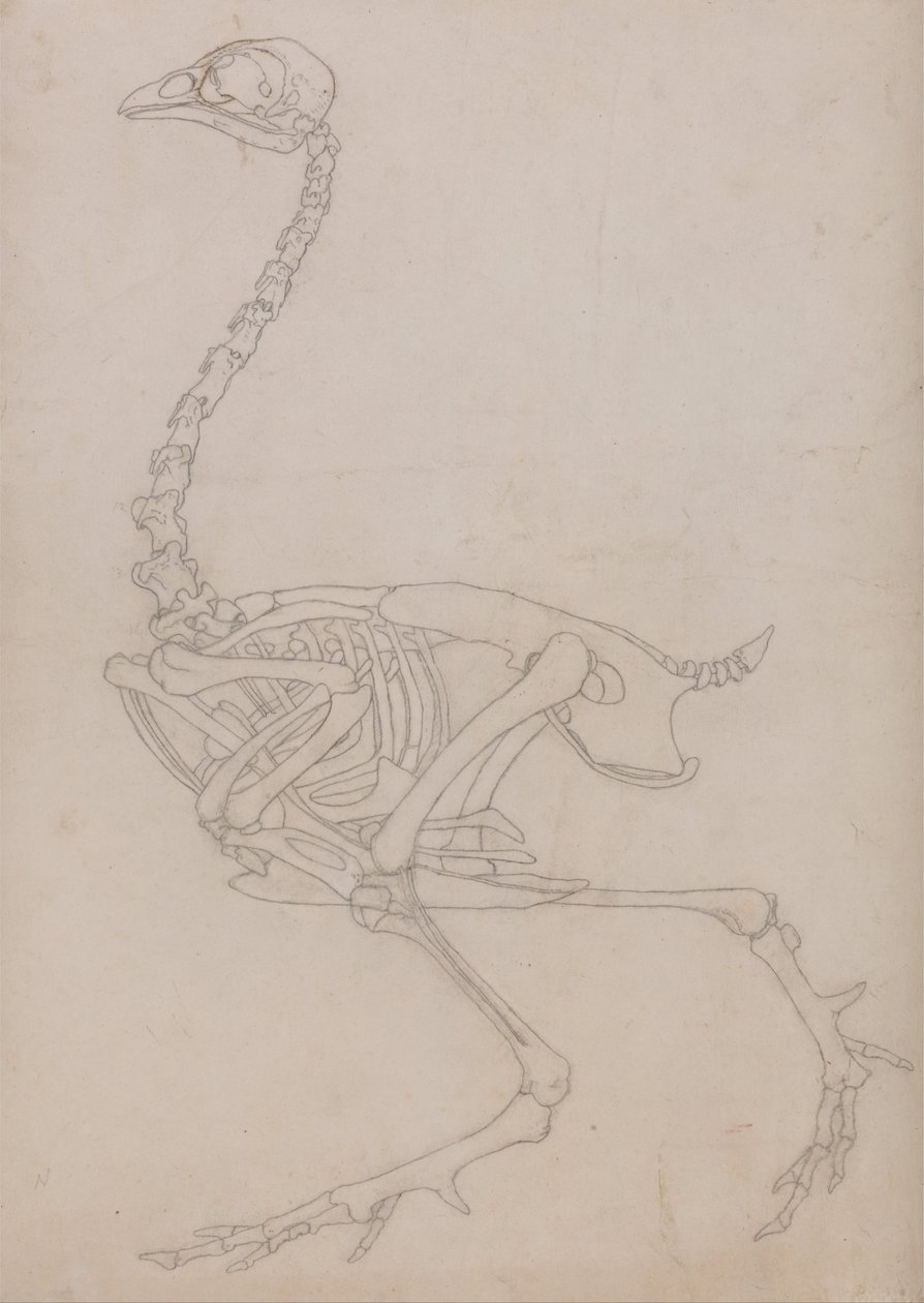 Uma exposição anatómica comparativa da estrutura do corpo humano com a de um tigre e de uma galinha comum:  Esqueleto de galinha, vista lateral (Desenho esquemático do esqueleto preparado para o índice da Tabela V) de George Stubbs