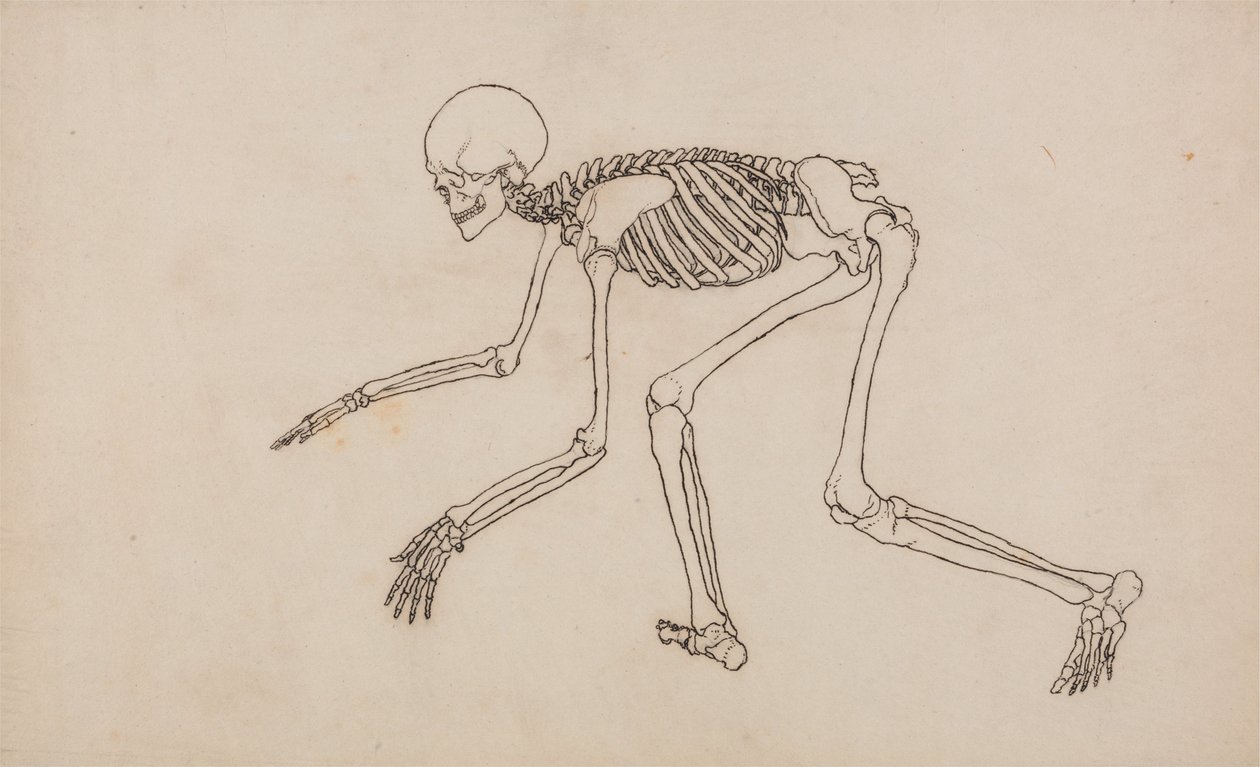 Uma exposição anatómica comparativa da estrutura do corpo humano com a de um tigre e de uma ave comum: Esqueleto Humano, Vista Lateral de George Stubbs