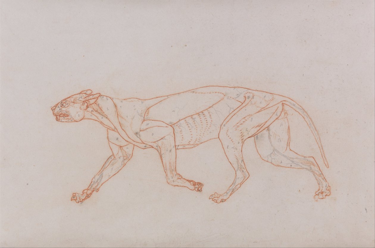 Uma exposição anatómica comparativa da estrutura do corpo humano com a de um tigre e de uma ave comum:  Corpo de Leopardo, Vista Lateral de George Stubbs