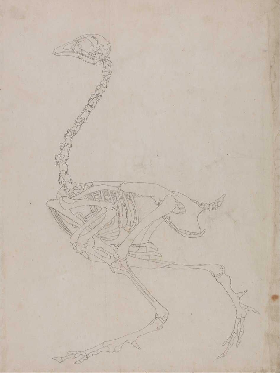 Uma exposição anatómica comparativa da estrutura do corpo humano com a de um tigre e de uma galinha comum:  Fowl Skeleton, Lateral View (Desenho esquemático do esqueleto) de George Stubbs
