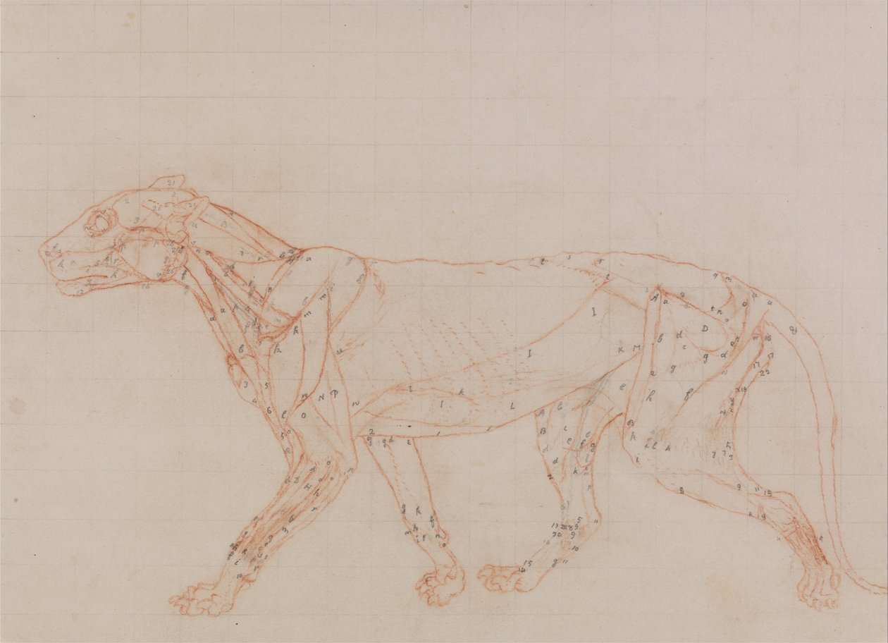 Uma exposição anatómica comparativa da estrutura do corpo humano com a de um tigre e de uma ave comum:  Corpo de Tigre, vista lateral (Estudo dos músculos expostos na terceira fase da dissecação) de George Stubbs