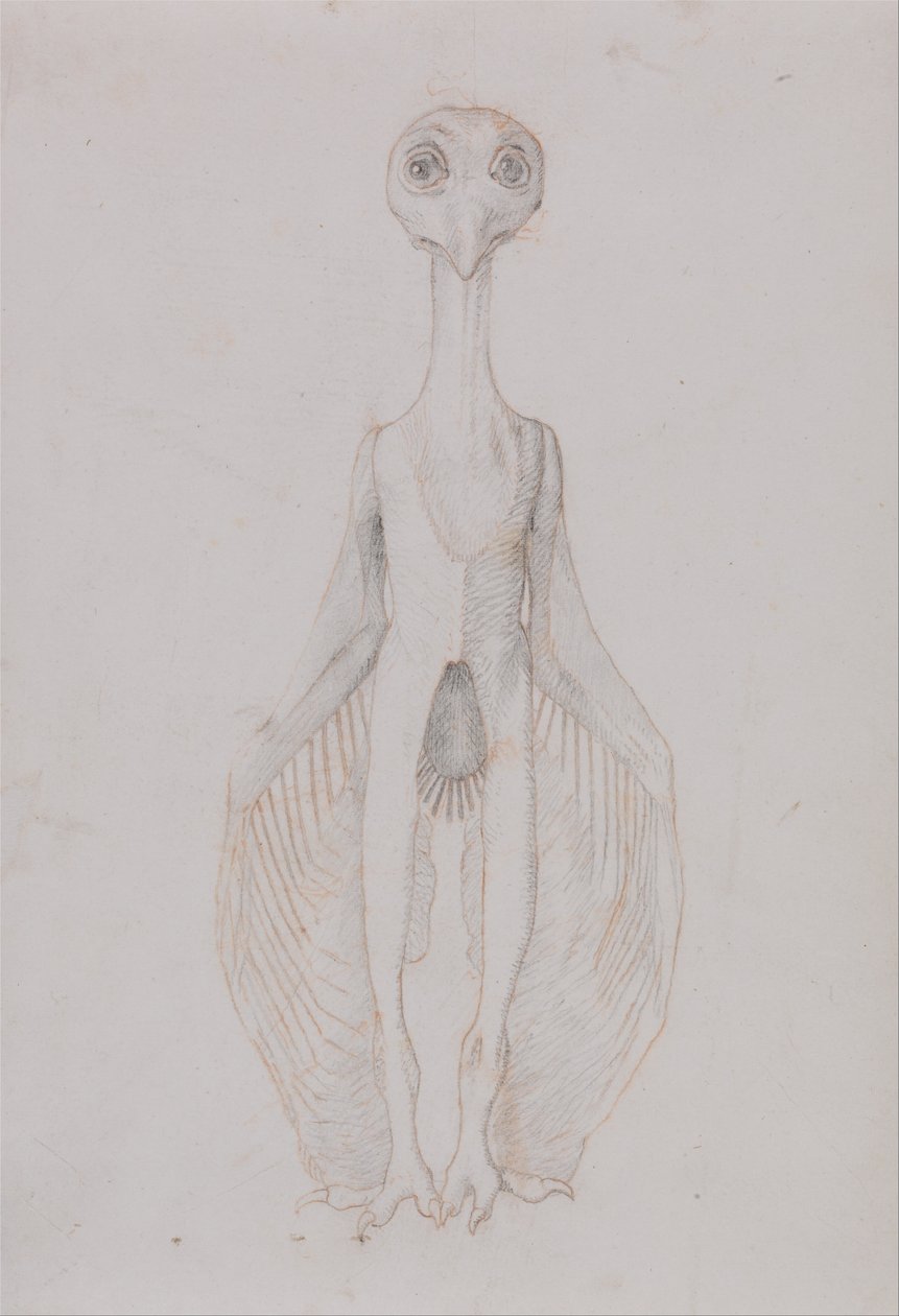Uma exposição anatómica comparativa da estrutura do corpo humano com a de um tigre e de uma ave comum:  Coruja em pé, vista anterior de George Stubbs