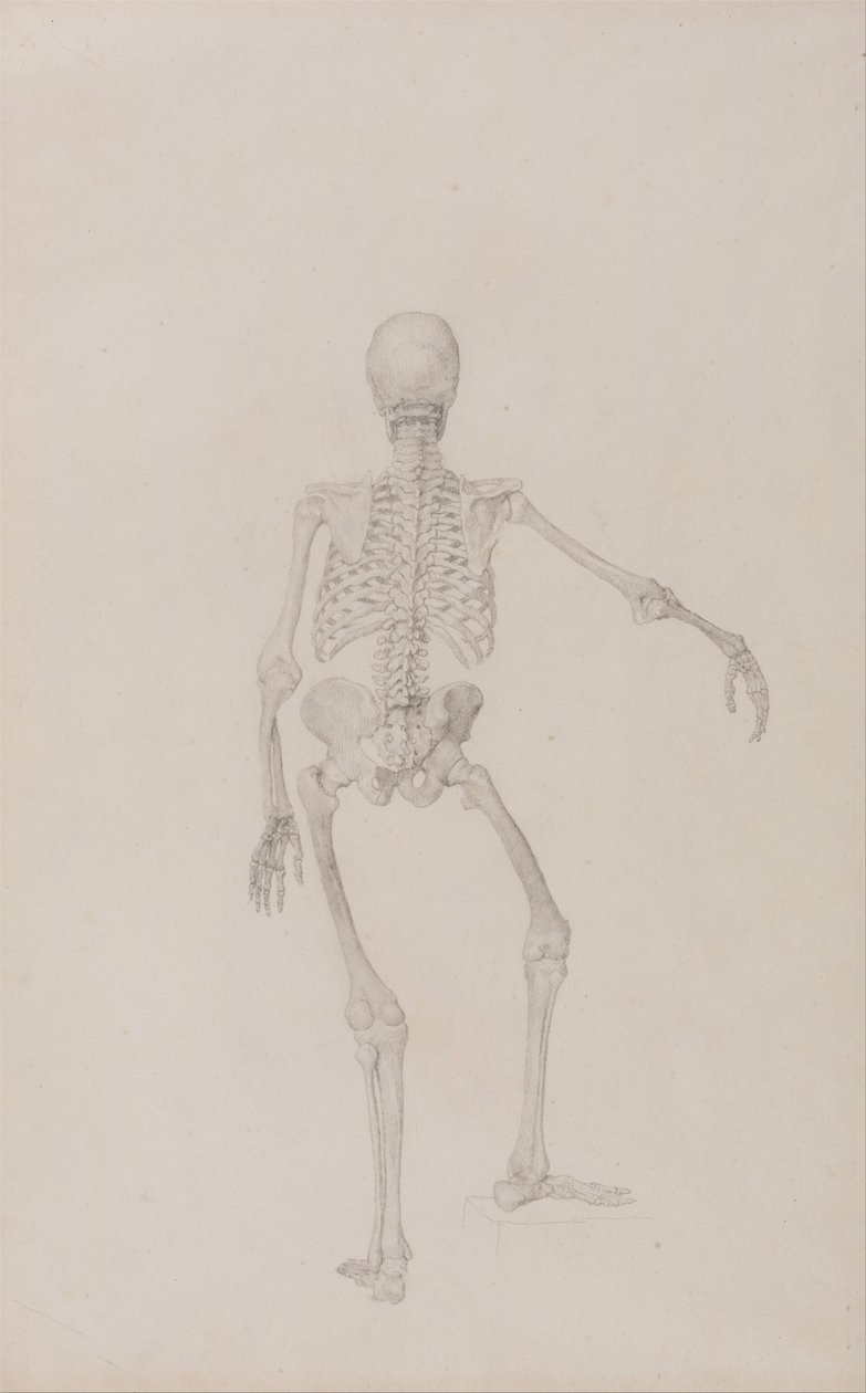 Uma exposição anatómica comparativa da estrutura do corpo humano com a de um tigre e de uma ave comum: Esqueleto humano, vista posterior (braço direito estendido; estudo finalizado para uma tabela não publicada) de George Stubbs
