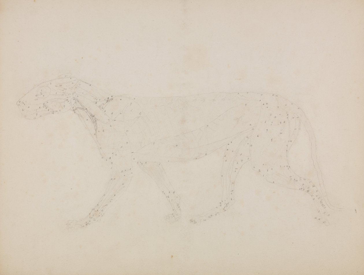 Uma exposição anatómica comparativa da estrutura do corpo humano com a de um tigre e de uma ave comum: Corpo de Tigre, Vista Lateral (Estudo das camadas superiores dos músculos e seu suprimento de sangue preparado para o índice da Tabela XIV) de George Stubbs