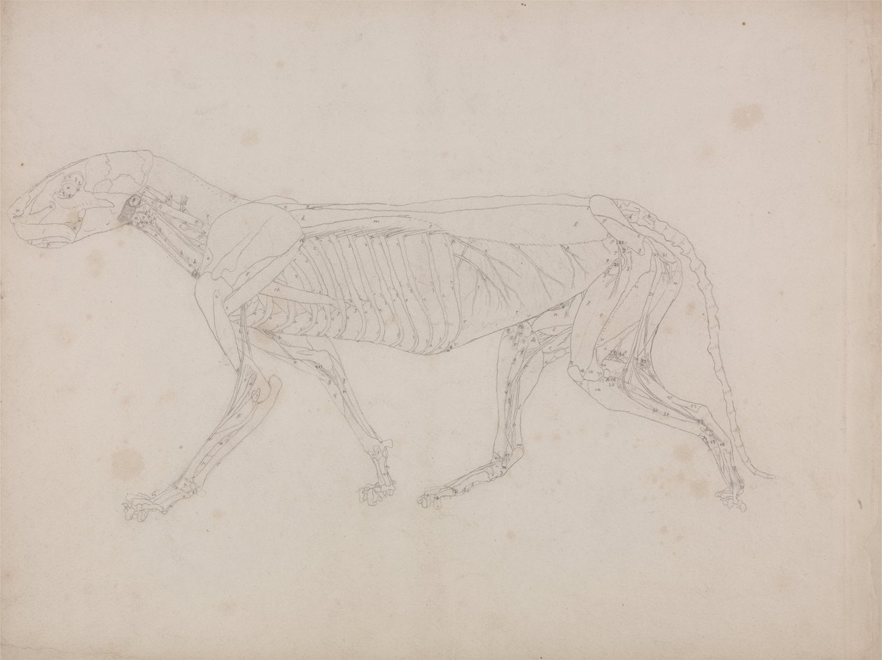 Uma exposição anatómica comparativa da estrutura do corpo humano com a de um tigre e de uma ave comum: Corpo do Tigre, Vista Lateral de George Stubbs