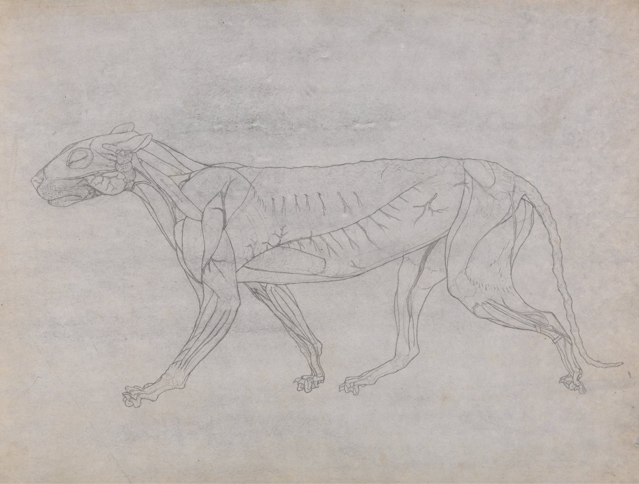 Uma exposição anatómica comparativa da estrutura do corpo humano com a de um tigre e de uma ave comum: Corpo do Tigre, Vista Lateral de George Stubbs