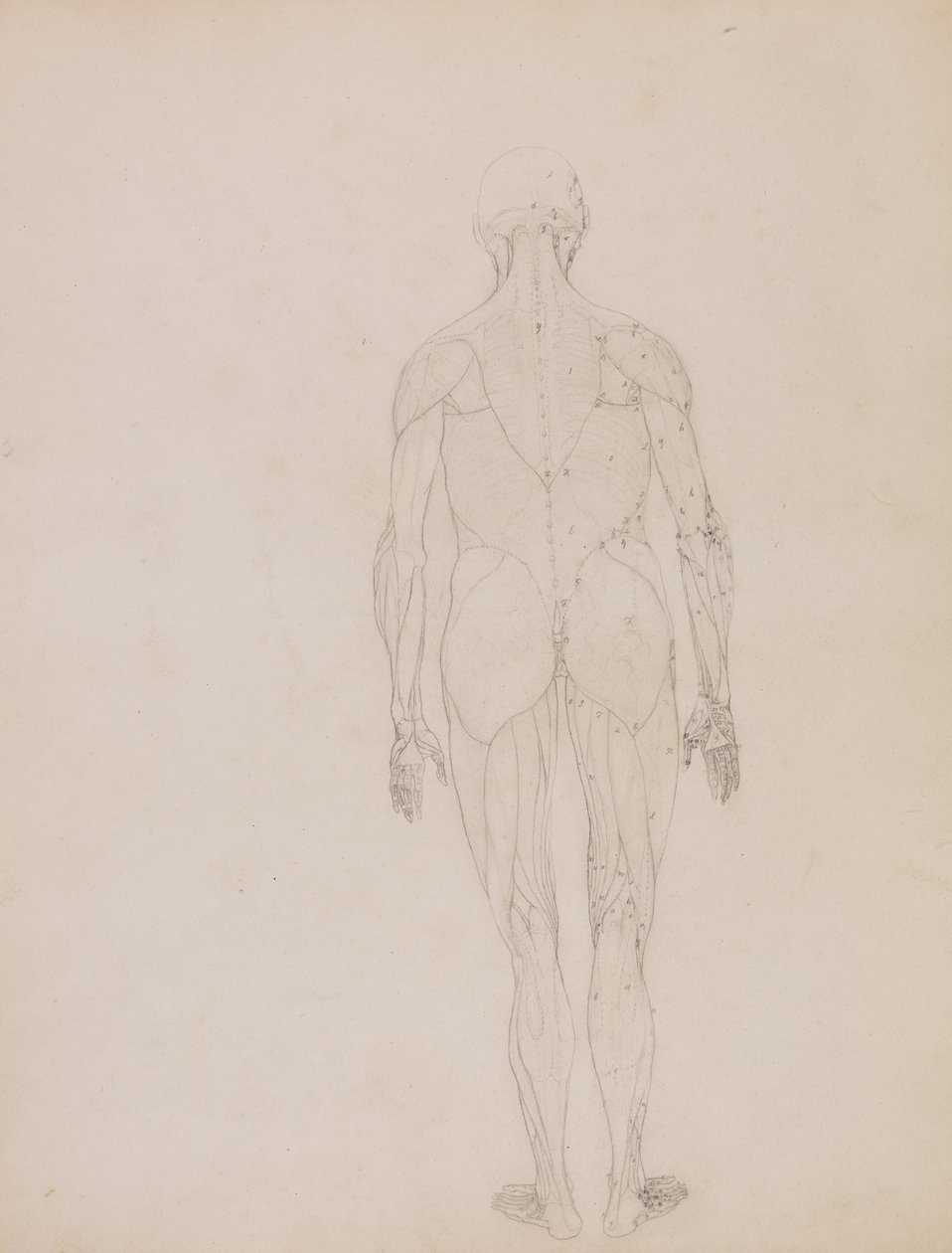 Uma exposição anatómica comparativa da estrutura do corpo humano com a de um tigre e de uma ave comum: Figura humana, vista posterior (Desenho esquemático para o índice do quadro XII) de George Stubbs